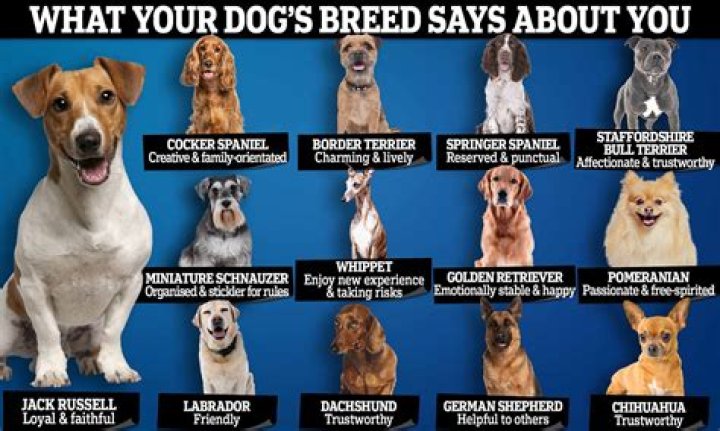 Which dog breed has the most separation anxiety?